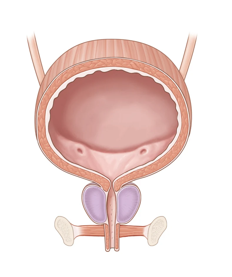 Anatomical cross-section of the male bladder, prostate, urethra and pelvic floor