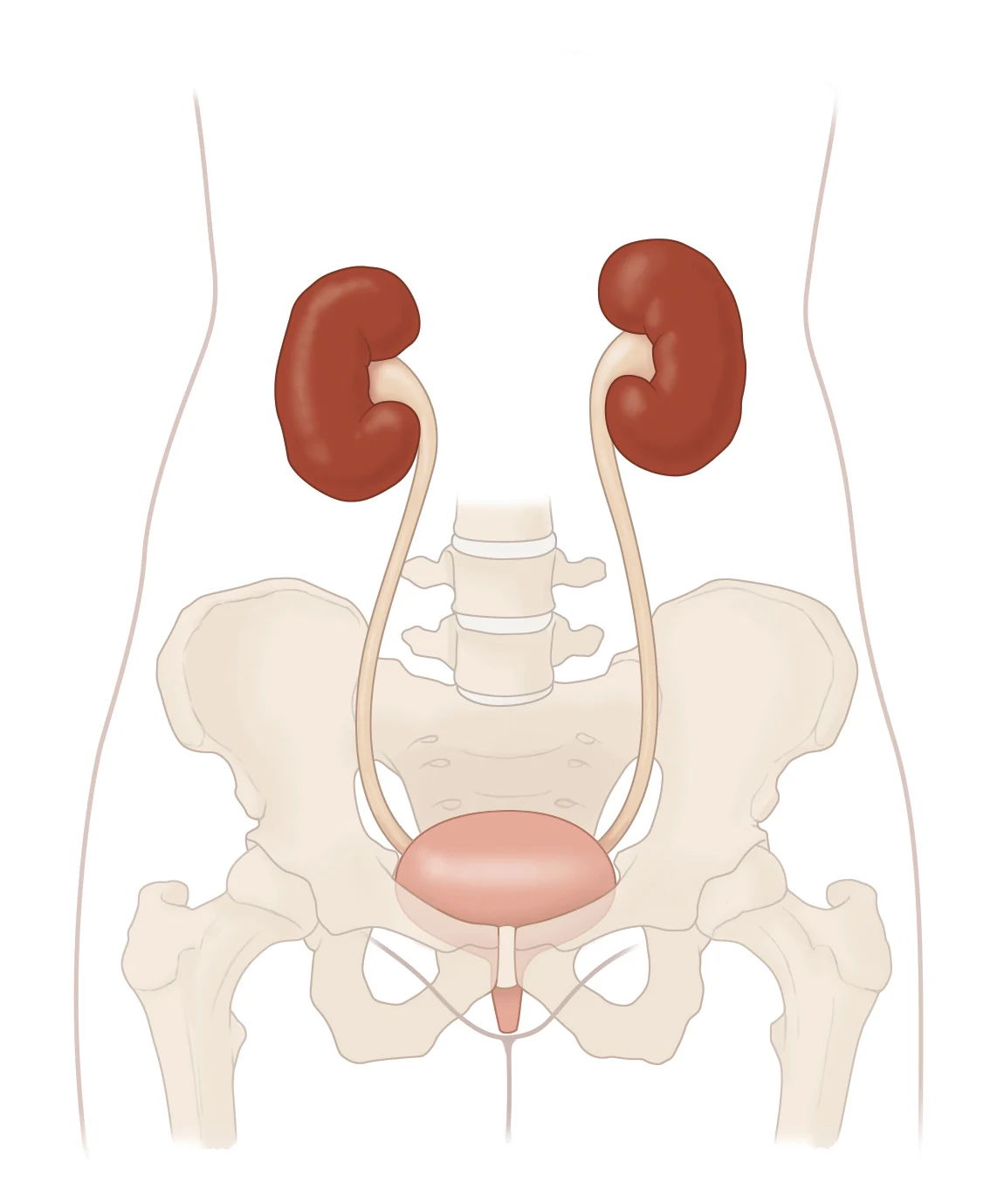 Anatomical illustration of the kidneys, ureters, bladder and urethra
