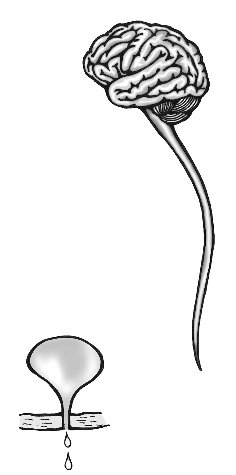 Anatomical illustration showing the brain, spinal cord, bladder and urethra